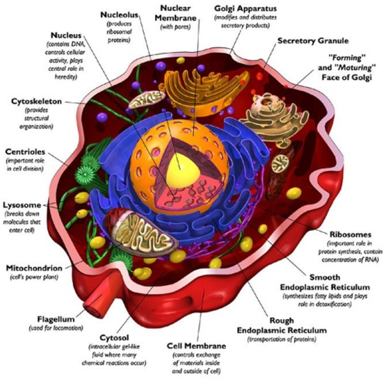 not so simple cell